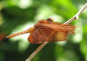 Sp. unknown (pos. Neurothemis fulvia?). Photo: Simon Brown