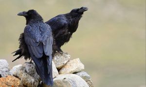 Corvus_corax_tibetanus