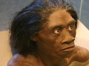 H. floresiensis