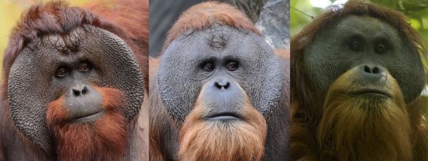Orangutan