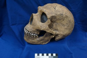 33.1 H. neanderthalensis Amud 1 0.4-0.04 mya